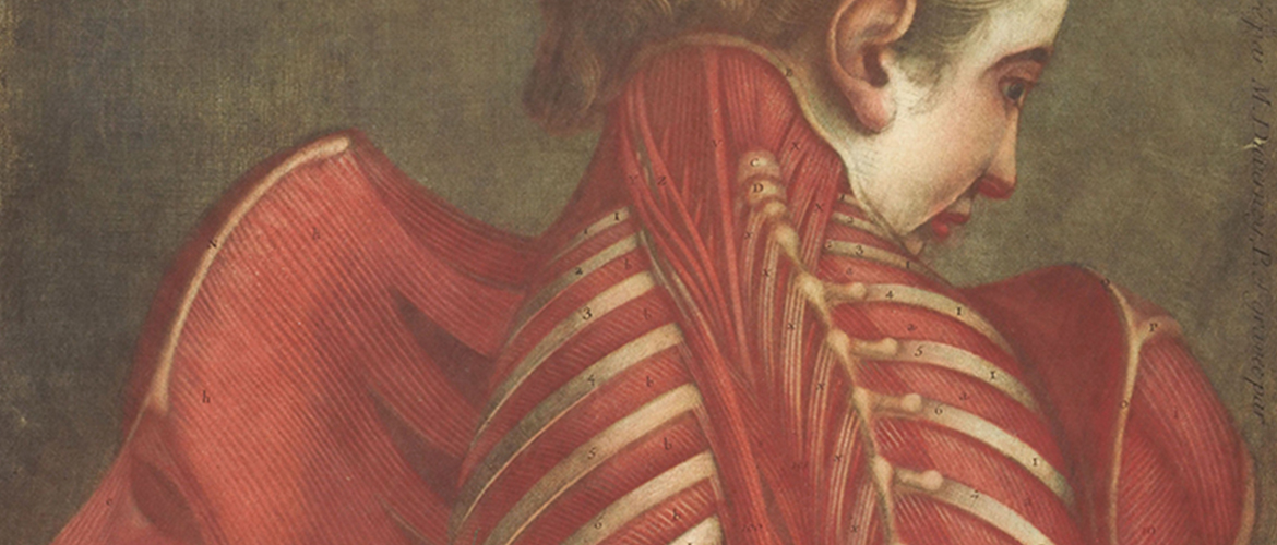 Jacques-Fabien Gautier d'Agoty, L'Ange anatomique, 1746, Gravure en manière noire imprimée en quatre plaques, 60,5 x 46 cm [cuvette] 80 x 52 cm [feuille]